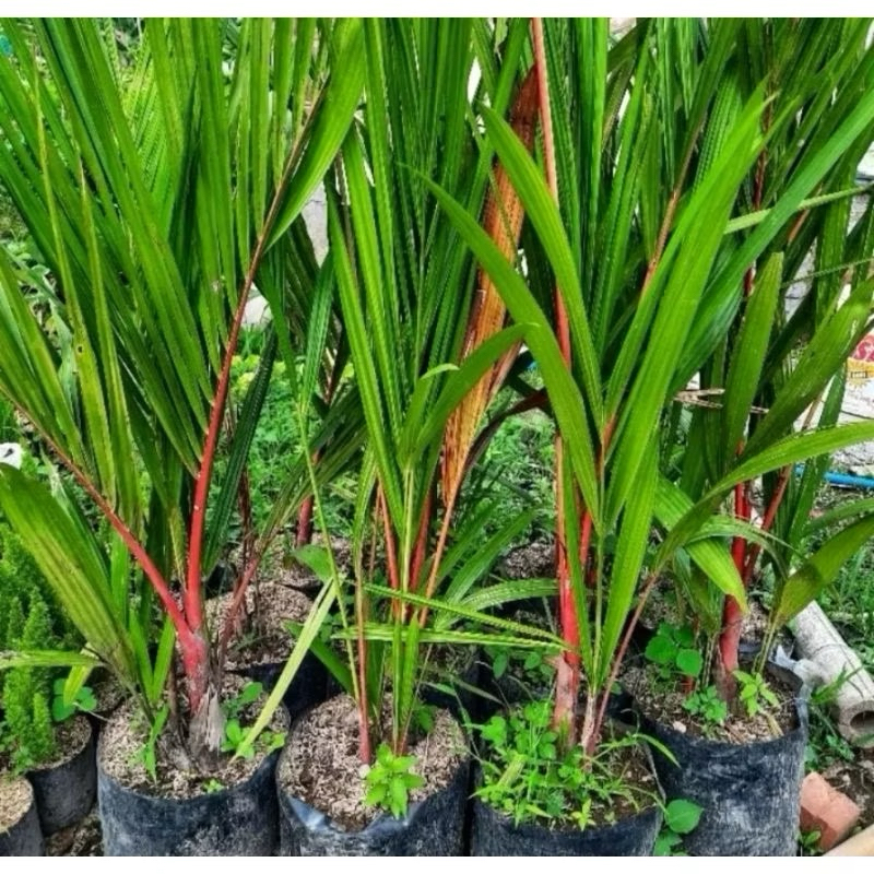 bibit hias palem merah asli