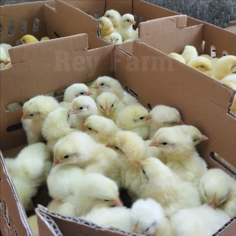 Bibit Ayam Pedaging / Doc Broiler 1 Bok isi 100 Ekor
