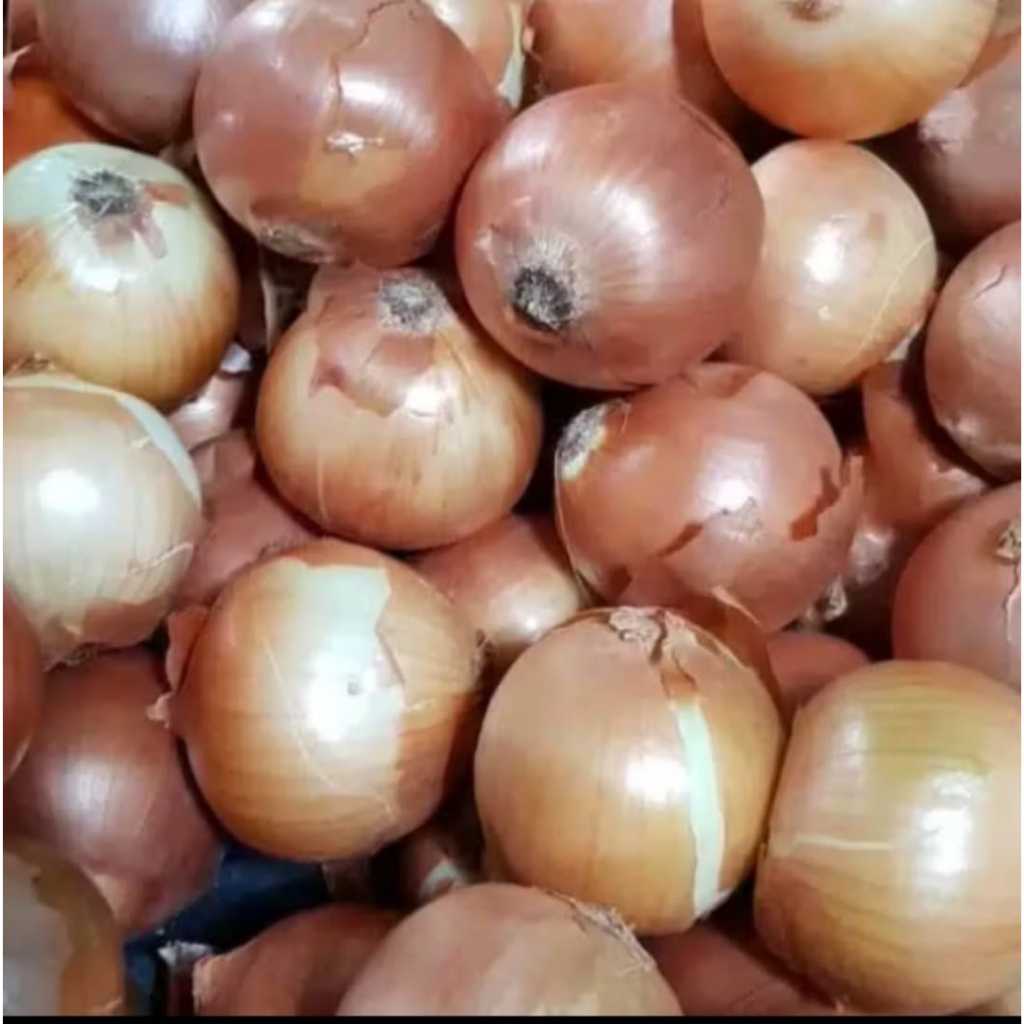 

Bawang Bombay 500 gr