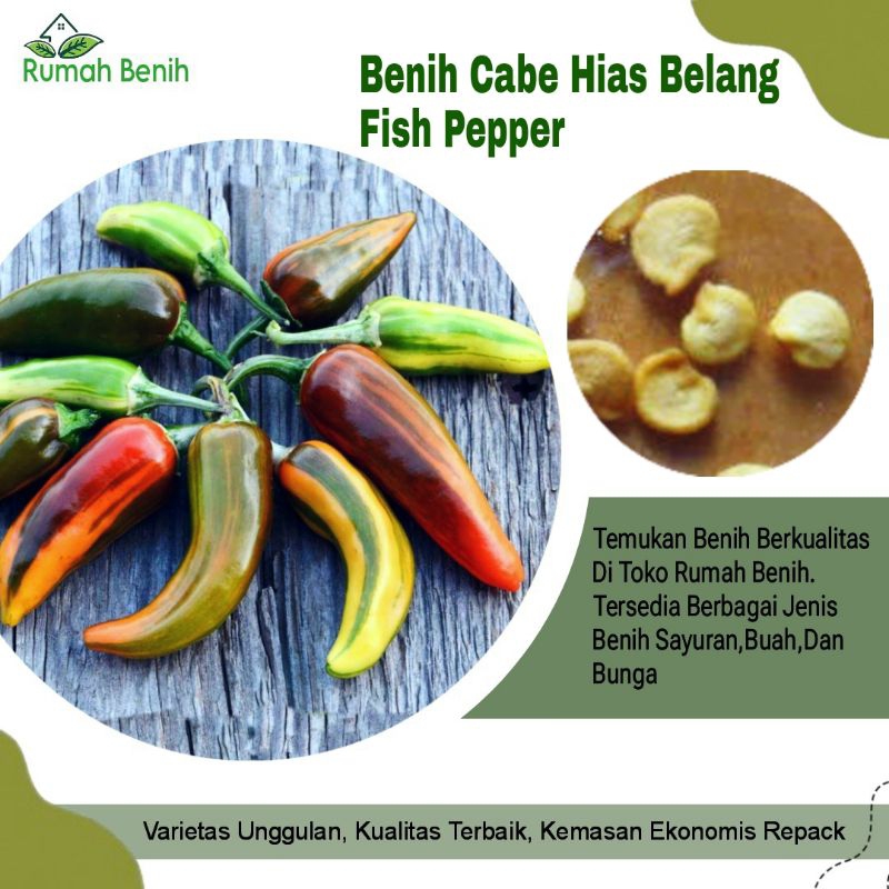 Benih Cabe Hias Fish Pepper / Bibit Benih Cabe Hias Belang / Biji Benih Cabe Hias / Benih Sayuran Ca