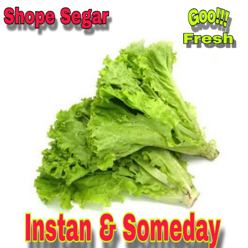 

Daun Selada Segar Slada Lalap/Garnis/Salad - 200 gram