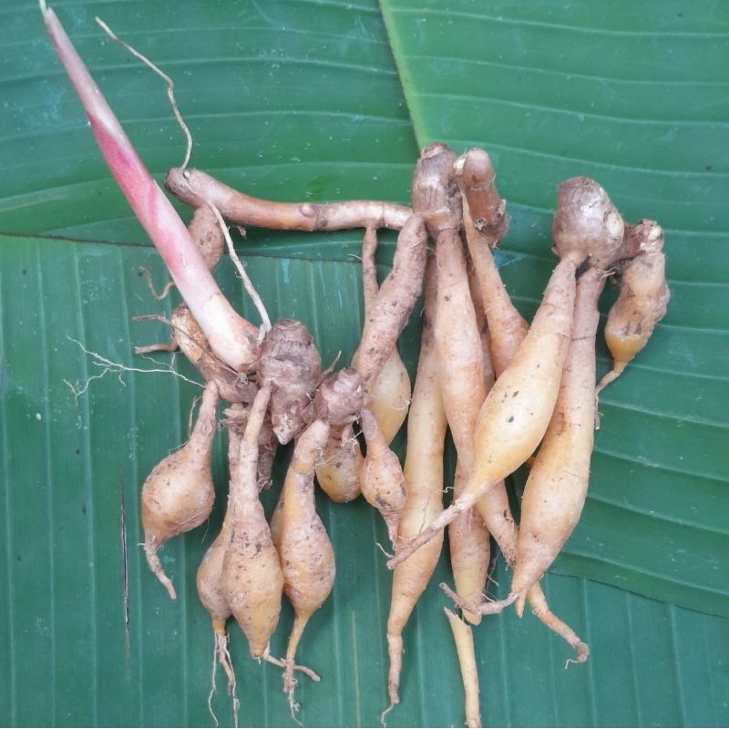 

temukunci bumbu masak temukunci 500g