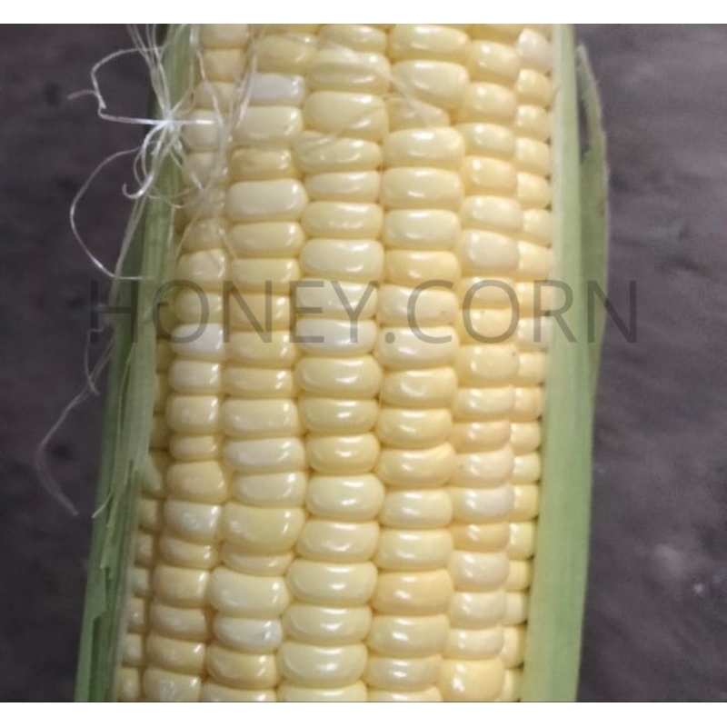 

JAGUNG MADU UTUH 1 PCS - COCOK UNTUK JAGUNG BAKAR