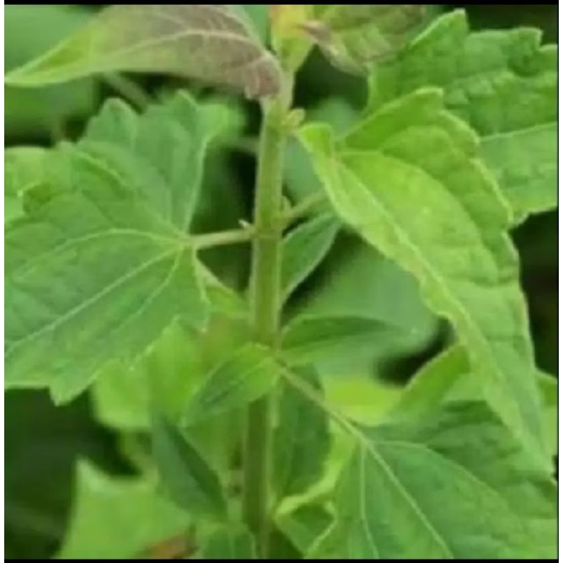 

Daun Balacida / Daun Kirinyuh 25 lembar