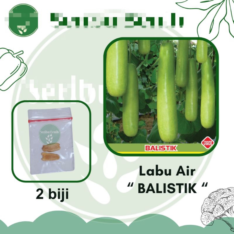 

Benih Labu Air Balistik