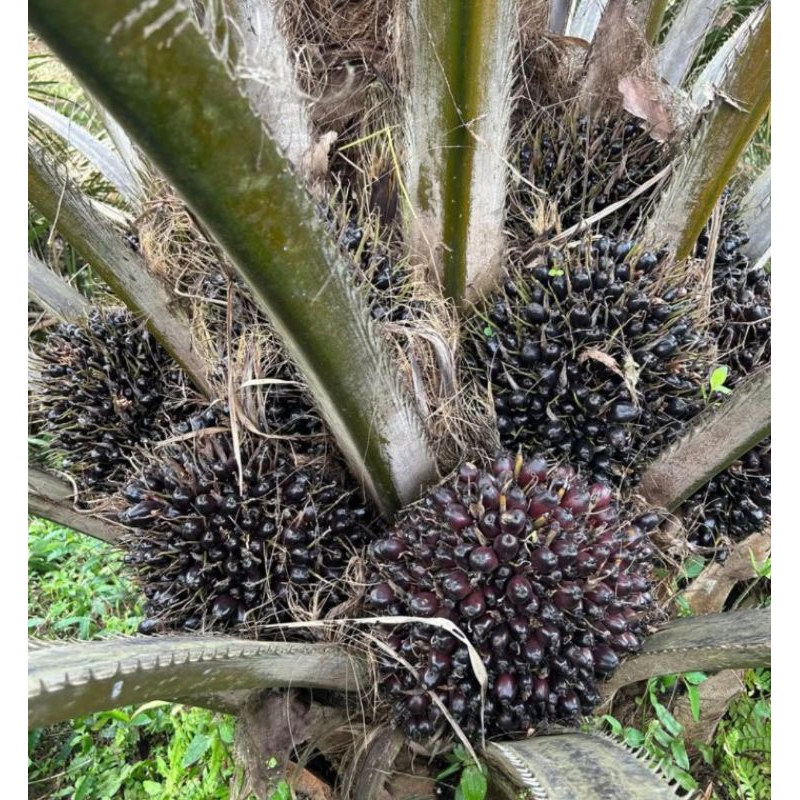 Benih Sawit Unggul DXP TOPAZ ORIGINAL ASIAN AGRI seri 3