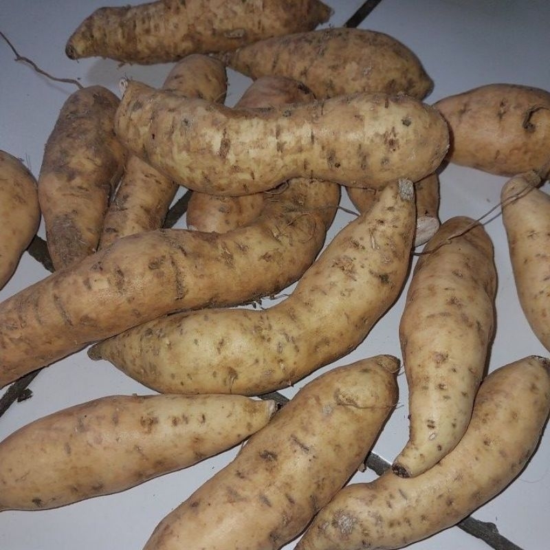 

Ubi Cilembu Mentah