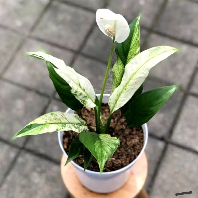 Tanaman Bunga Hias Hidup Peace Lily Varigata Sudah Berbunga