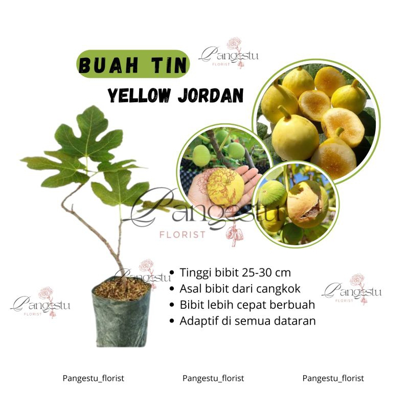 

Bibit Tanaman Buah Tin Yellow Jordan