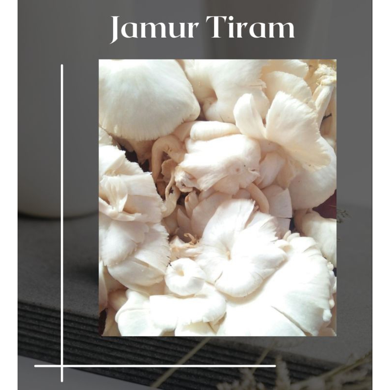 

Jamur tiram 1/2kg