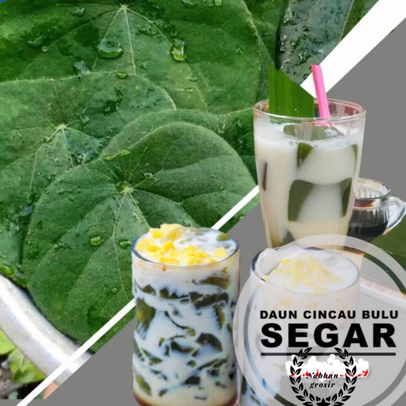 

30 LEMBAR DAUN CINCAU BULU FRESH SEGAR