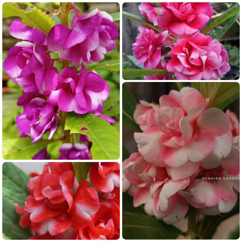 Impatien Balsamina / Pacar Air seri Gradasi, benih 25 biji