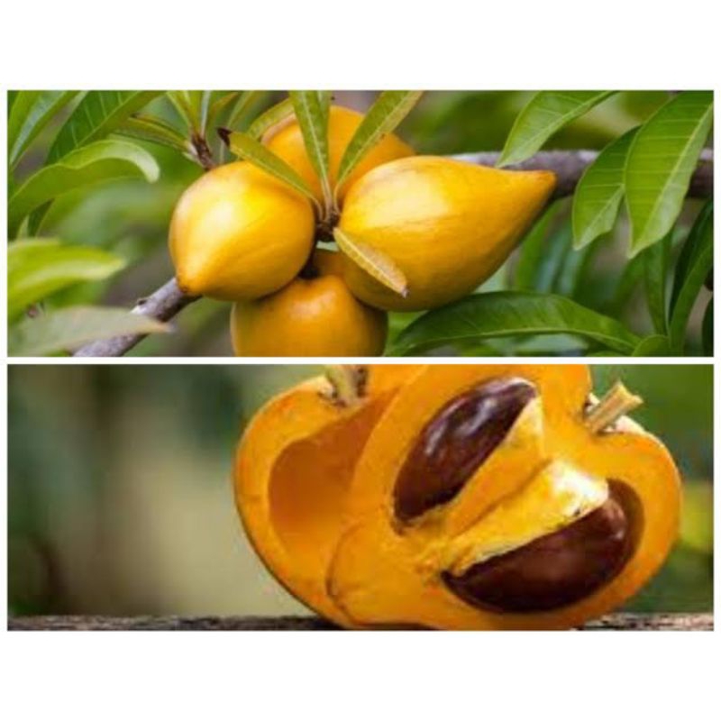 

Bibit Buah Alkesa / Sawo mentega
