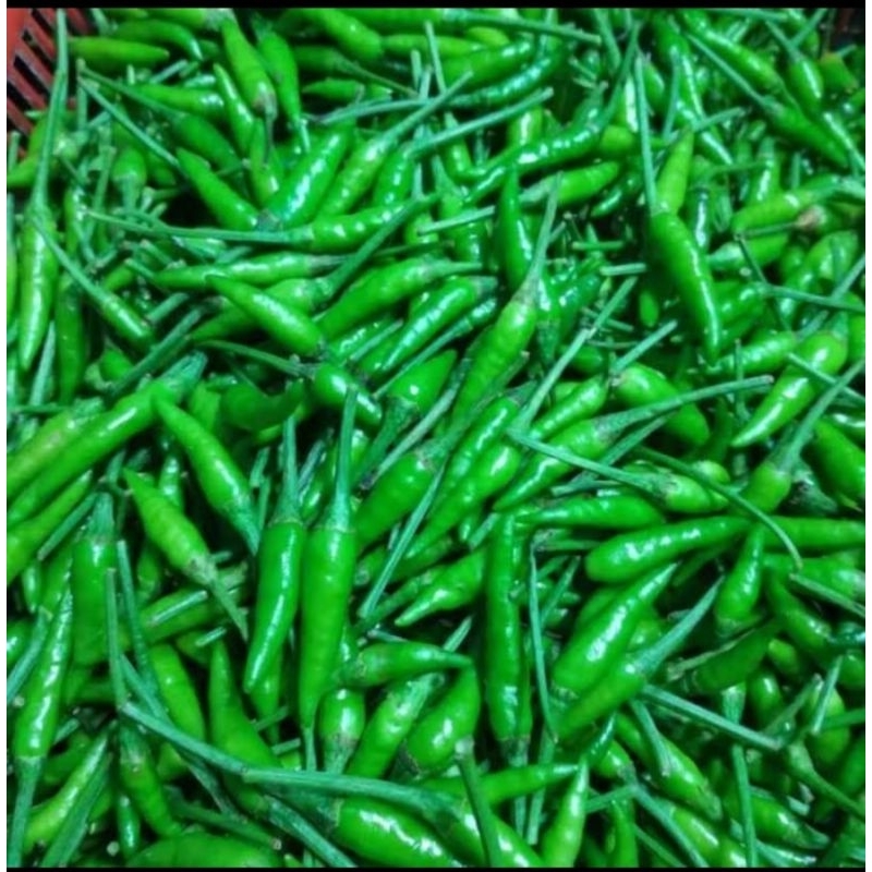 

Cabai Cabe Rawit Hijau 500 gr