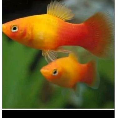 

KADO AQUARIUM - PLATY SUNSET UKURAN 4-6 CM