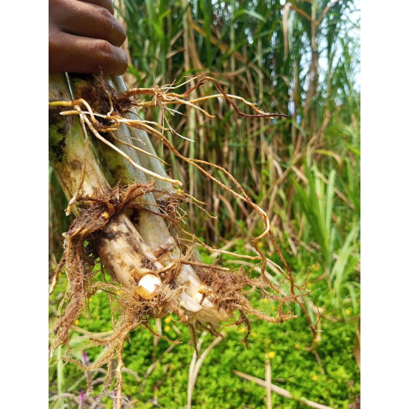 bibit rumput gajah  pakan ternak 17kg bibit unggul