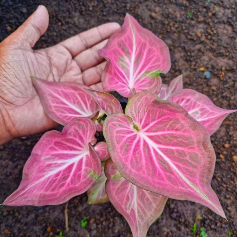 Caladium Ramla Pink - Tanaman Hias Keladi Ramla Pink