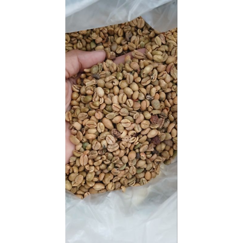 

kopi sirsah kopi excelsa kemasan 1kg jawatimur