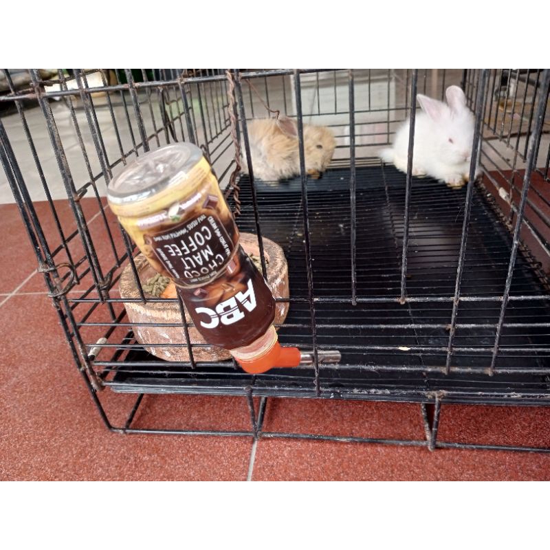 kelinci anggora lokal 2bulan