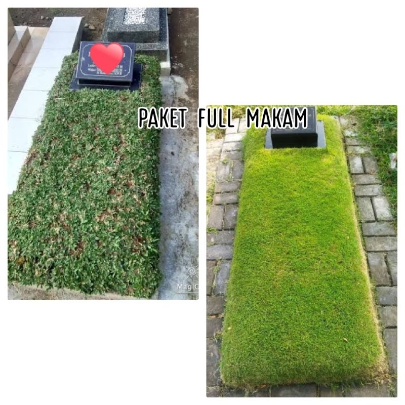 rumput jepang,rumput gajah,rumput hias makam dan taman