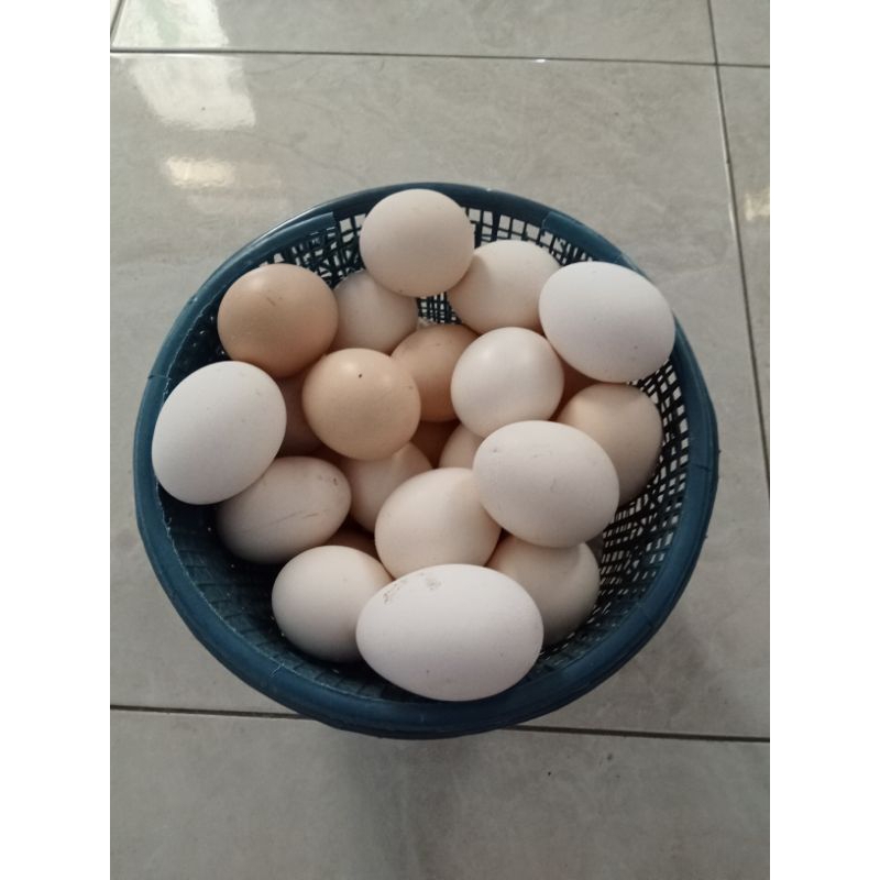 

Telur ayam kampung asli konsumsi