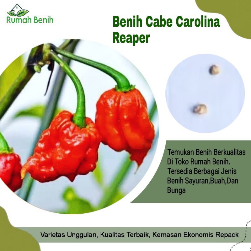 Benih Cabe Carolina Red Reaper Hot Pepper / Bibit Benih Cabe Carolina / Biji Benih Cabe Caroline /  