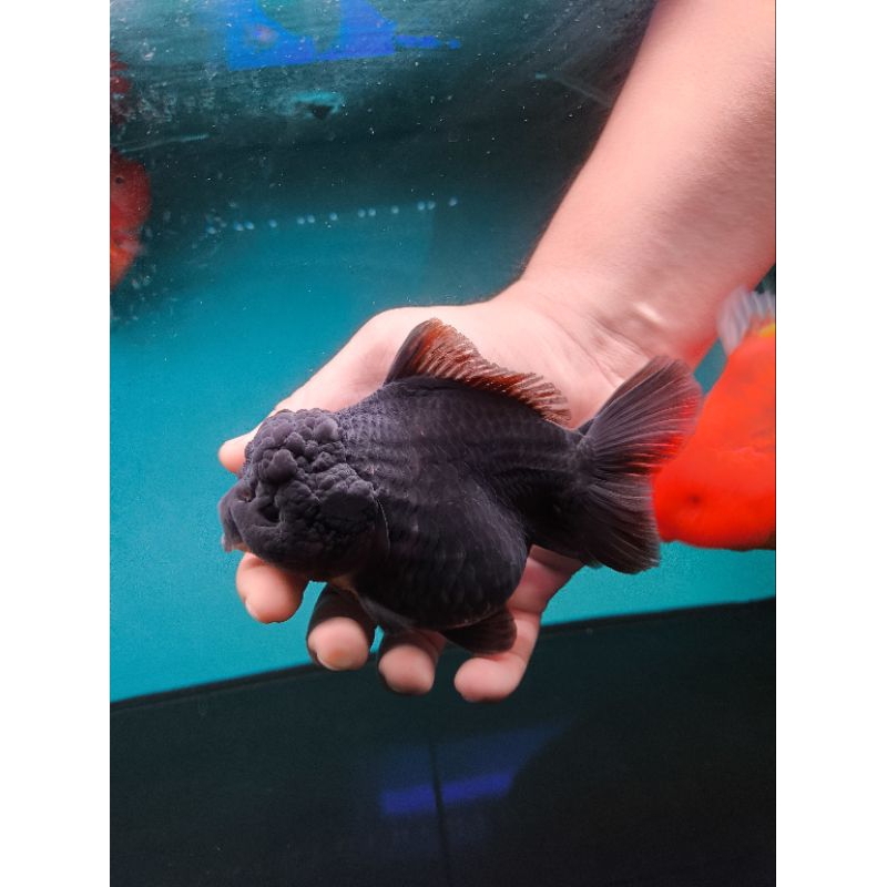 Ikan Mas Koki Oranda Short Tail (OST) Black Size 14 cm. f73