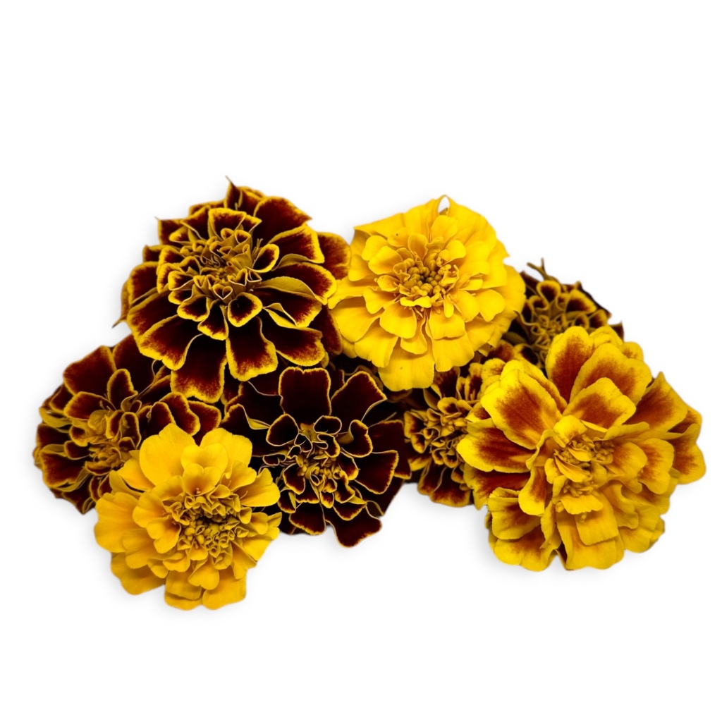 

EDIBLE FLOWER Fench Marigold 40 gr – Fresh Fench Marigold – Bunga dapat dimakan - Kropnation