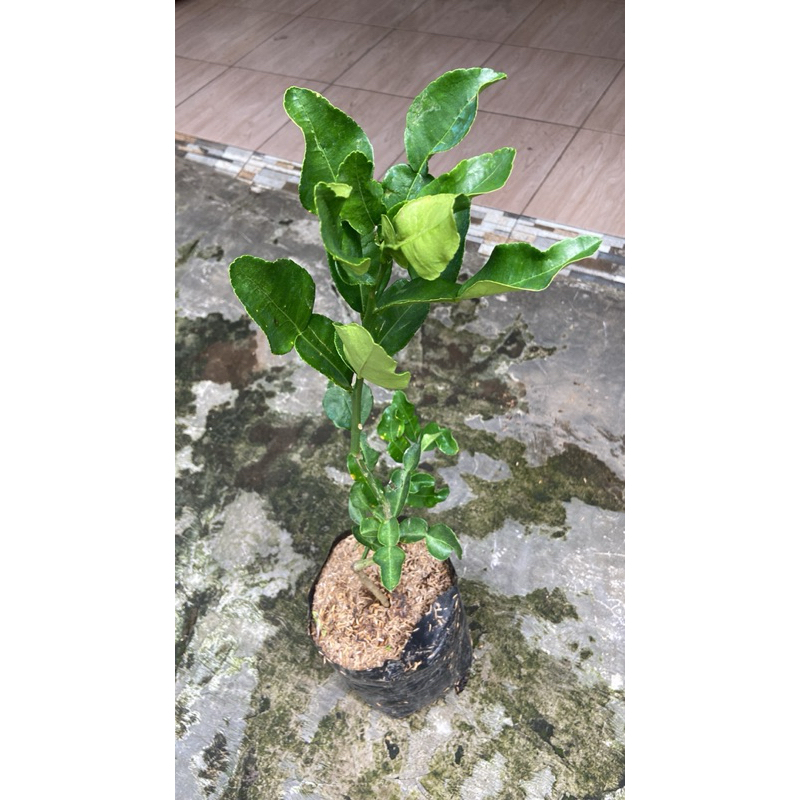 

Daun jeruk (Bumbu masak)