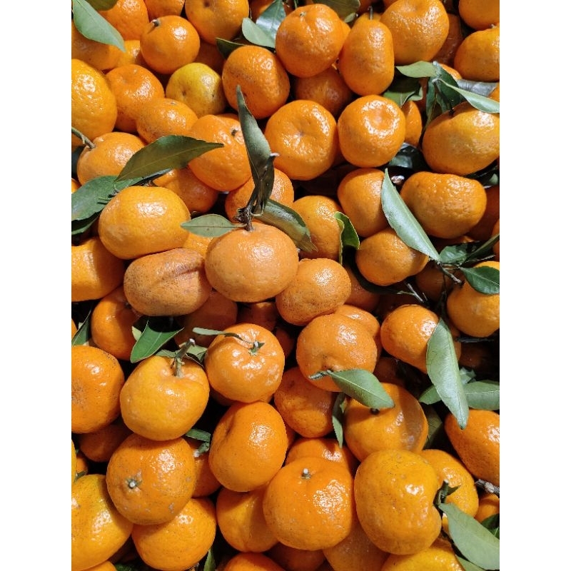 jeruk santang madu 1kg