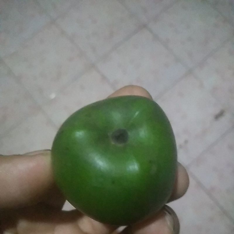 

5 biji buah kaung aren cangkaleng caruluk