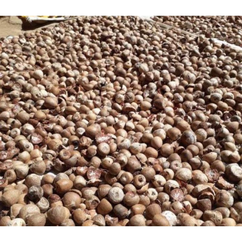 

Jambe Kering Asli Matahari 1 Kg Murah Obat Herbal Tradisional Premium