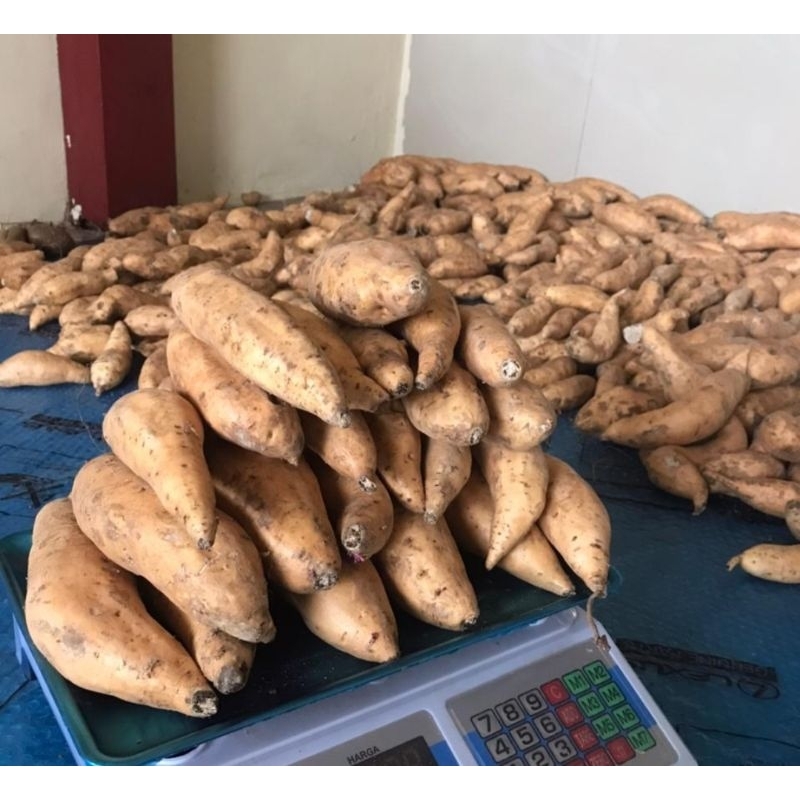 

Ubi Cilembu Madu | Ubi Manis | Ubi Cilembu