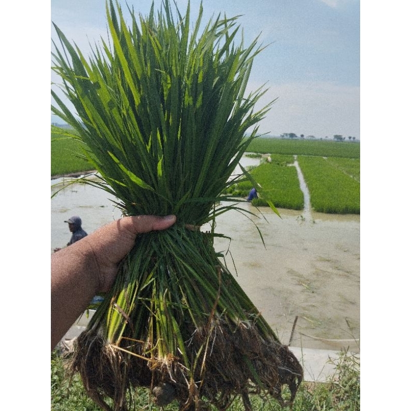 BIBIT PADI SIAP TANAM, JENIS INPARI32 MEDINI, UNDAAN, KUDUS