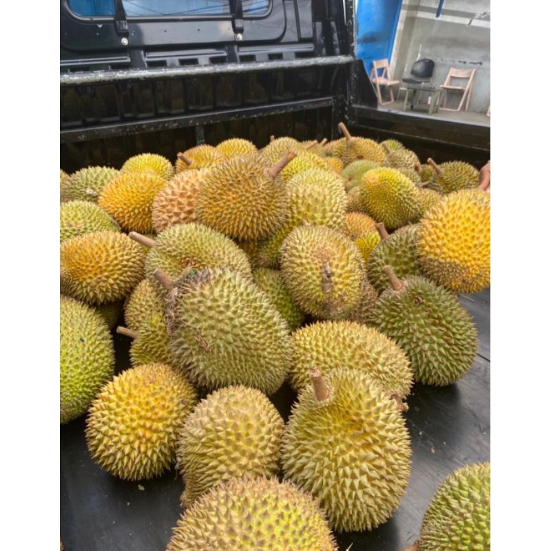 

DURIAN MEDAN ASLI READY GOSEN INSTAN SOMEDAY