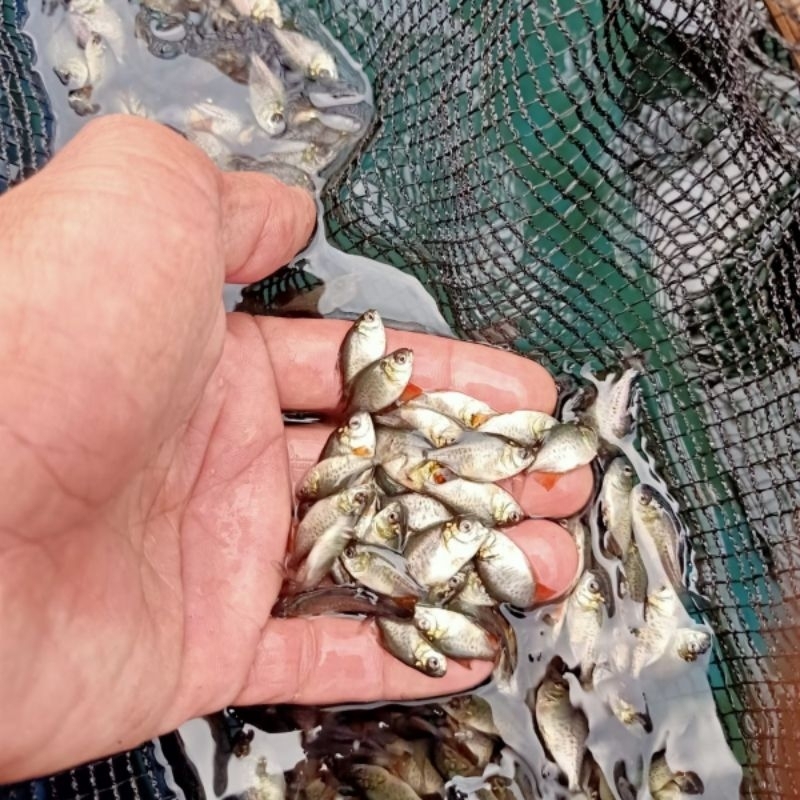 Paket 100 Bawal Nguku Bonus Pakan