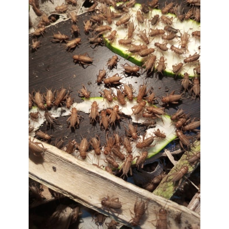 TELUR JANGKRIK MADU KUNYIT 250 GRAM