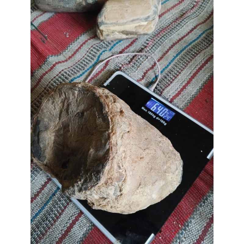 

Posil Pohon Dewa berat 6kg hrg 300k