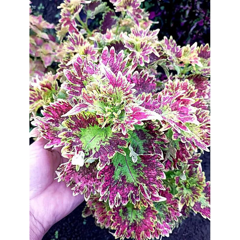 104//miana ratu Segoro//jawer kotok/miana premium//