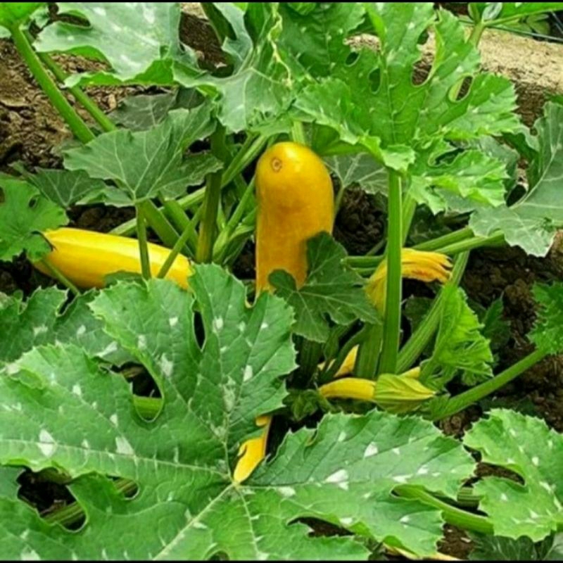 biji benih zucchini kuning isi 3 butir