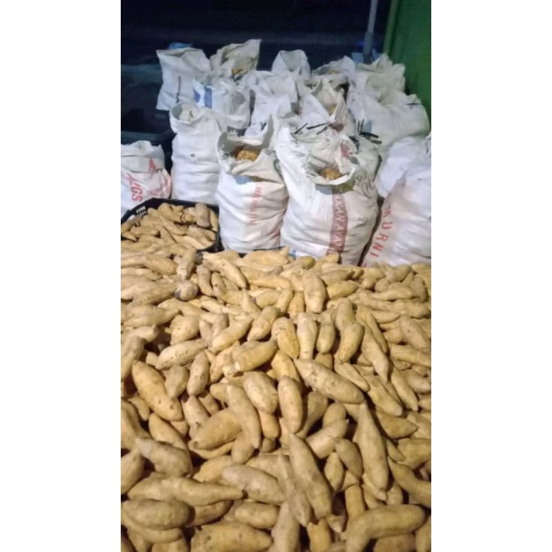 

UBI MADU 1 KG WONOGIRI UBI MADU MENTAH BERSIH SPEK OVEN TO LUMER