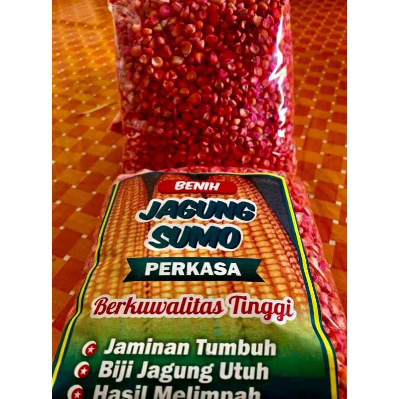 1KG BENIH JAGUNG SUMO