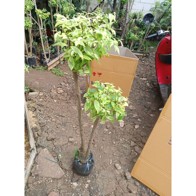 anting Putri pohon anting Putri bonsai anting Putri 1meter dua batang