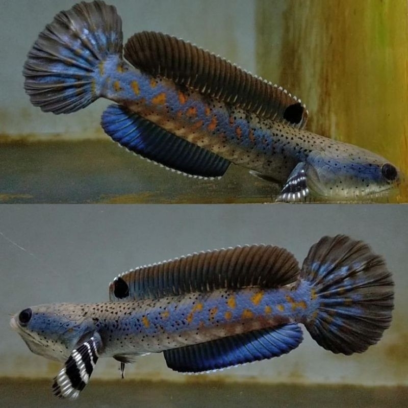 Ikan Hias Channa Blue Pulchra Size 7-8cm Hiasan Aquarium Kolam Tank Aquascape