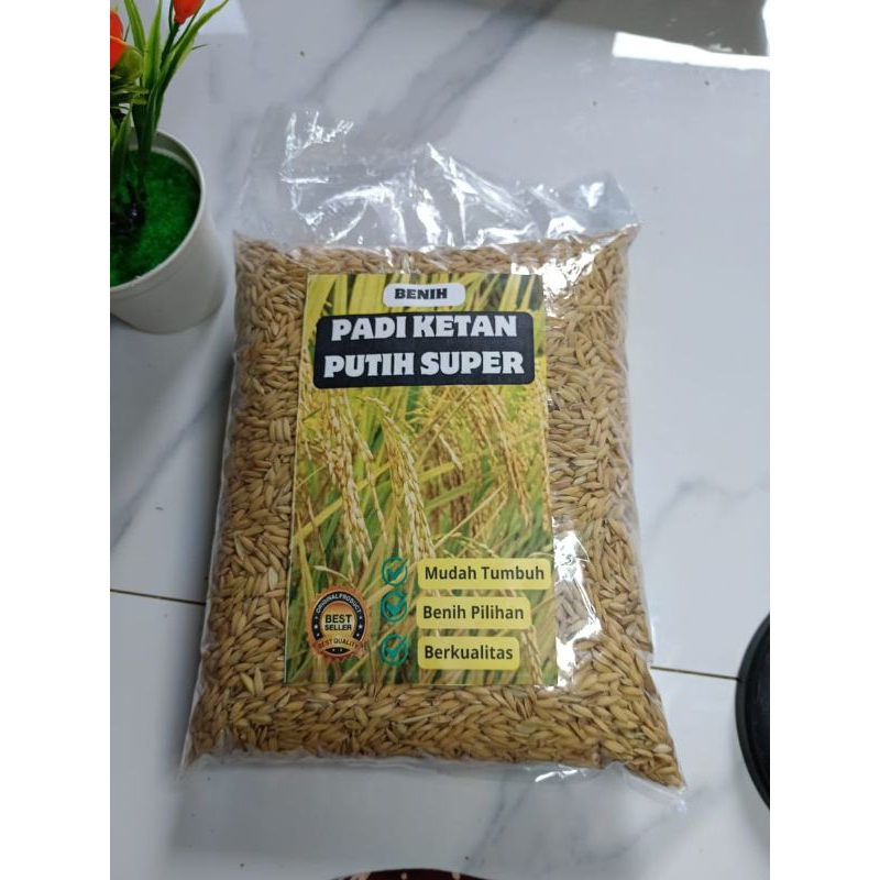 

GROSIR!! 1 KG PADI PARI KETAN PUTIH GRENDEL JUMBO SIAP TANAM/makanan& minuman/bahan pokok/beras