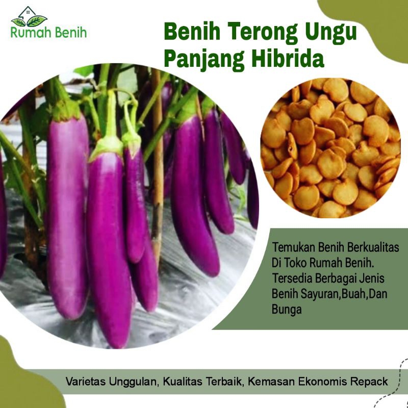 Benih Terong Ungu Panjang Tangguh Super Hibrida / Bibit Terong Ungu / Benih Terong Ungu / Bibit Tero