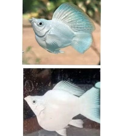 Hiasan aquarium molly white balon