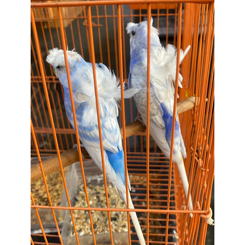 Burung Hias PARKIT HAGOROMO PARKIT JEPANG IMPORT SEPASANG