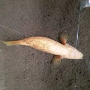 

HIASAN AQUARIUM - PALMAS ALBINO SEMI SB