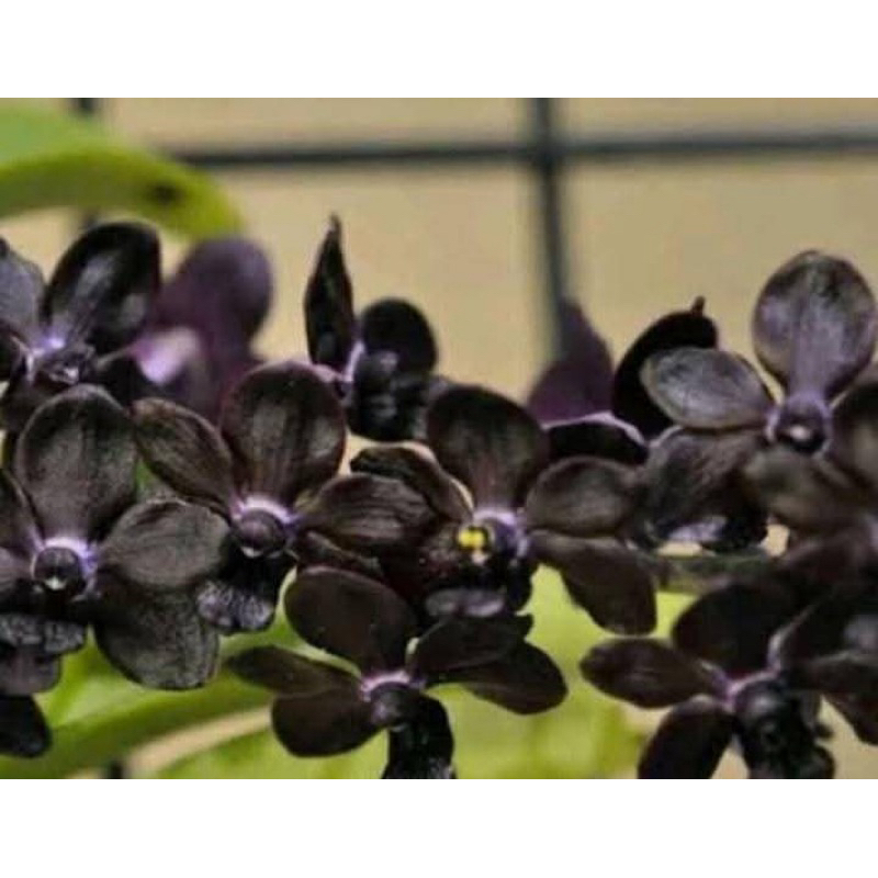 Rhy Gigantea Srisiam